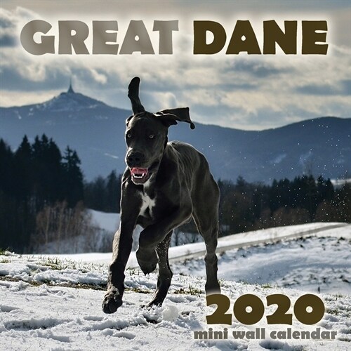 Great Dane 2020 Mini Wall Calendar (Paperback)