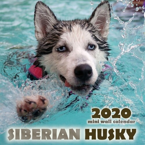 The Siberian Husky 2020 Mini Wall Calendar (Paperback)