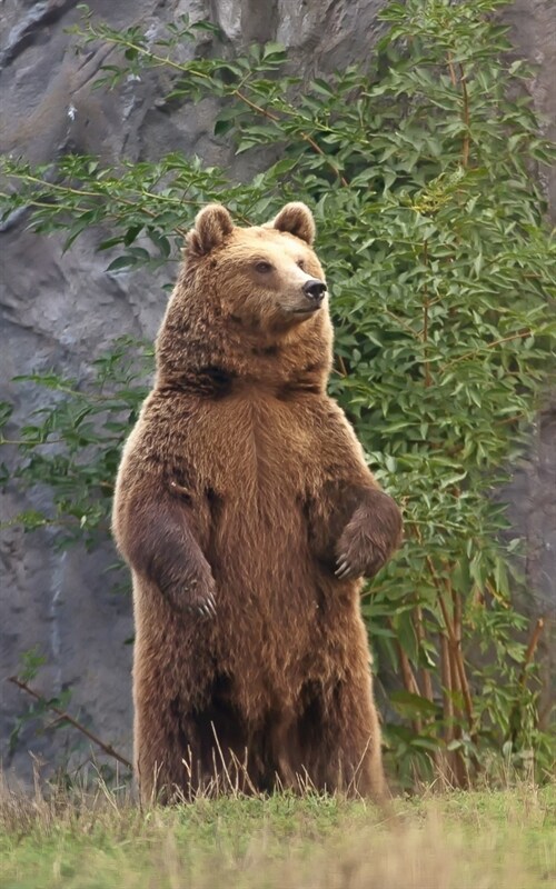 Notebook: brown bear animal world natural history bears (Paperback)
