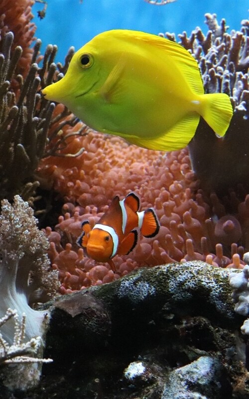 Notebook: Anemone Fish Underwater Clown Fish Aquarium Ocean Reef (Paperback)