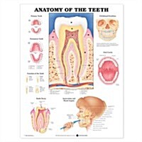 Anatomy of the Teeth Anatomical Chart (Other)