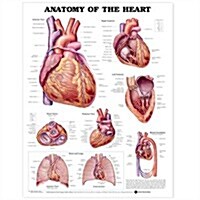 Anatomy of the Heart Anatomical Chart (Paperback)