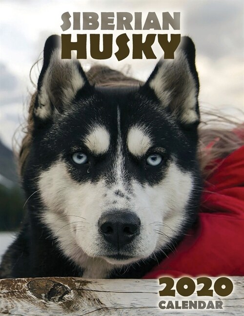 The Siberian Husky 2020 Calendar (Paperback)