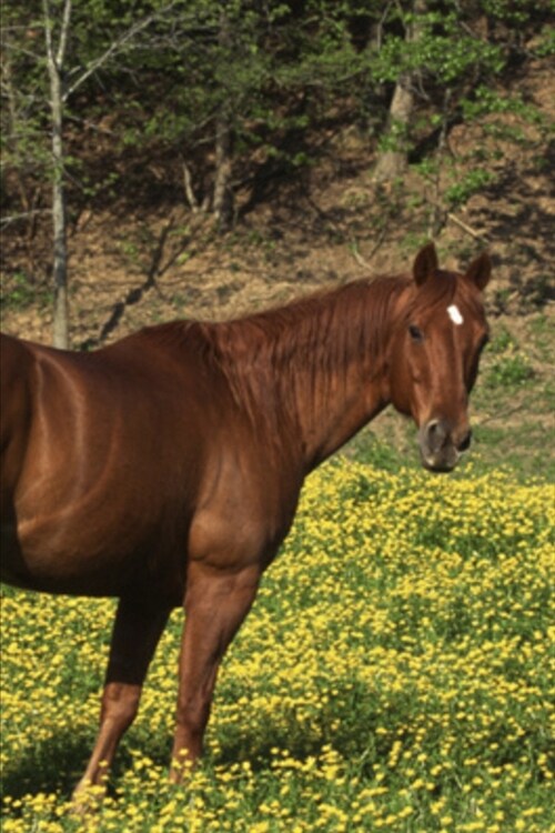 2020 Weekly Planner Horse Photo Equine Chestnut Yellow Flowers 134 Pages: 2020 Planners Calendars Organizers Datebooks Appointment Books Agendas (Paperback)