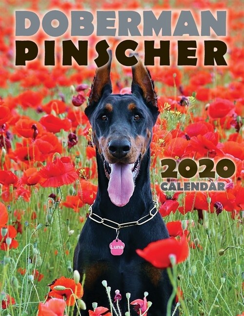 Doberman Pinscher 2020 Calendar (Paperback)
