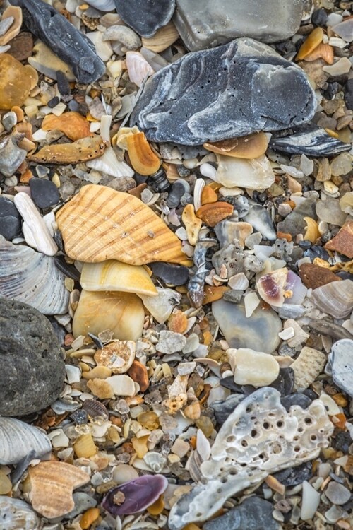 Fragments of the Sea Journal: 120 page, 6 x 9, lined, seashell fragments original photograph on cover, paperback journal (Paperback)