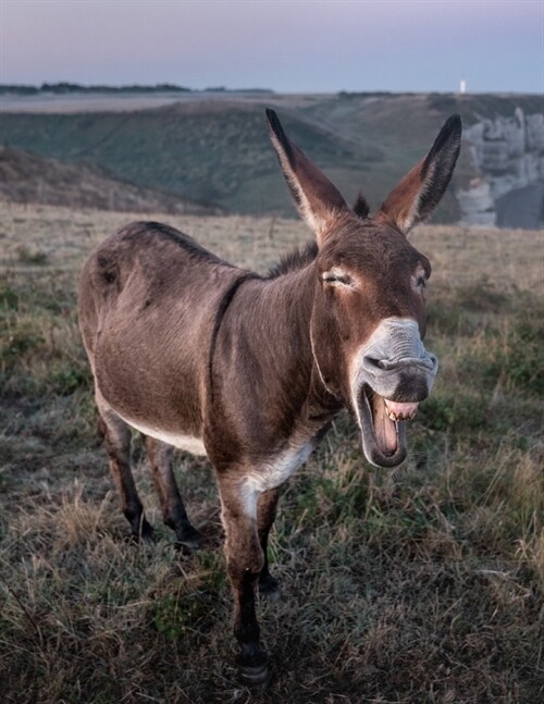 Notebook: Funny Donkey France Animal Tourism Normanby Ass (Paperback)