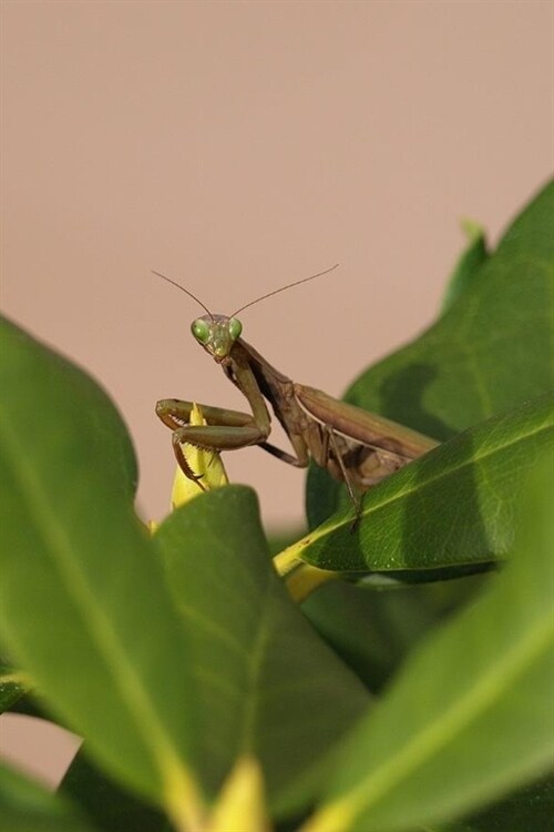 Praying Mantis Journal: 100-page blank lined journal featuring a green praying mantis (Paperback)