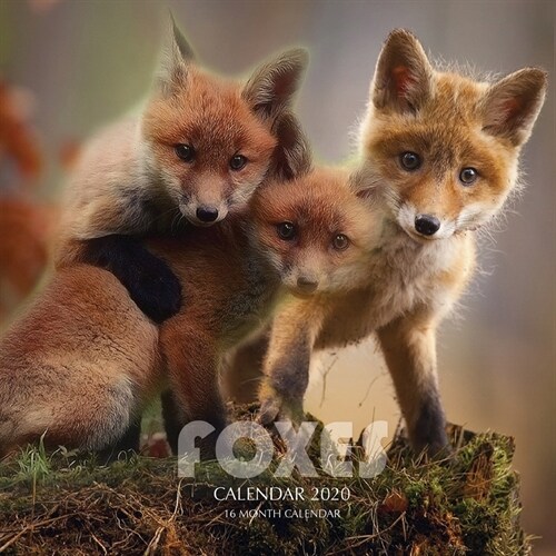 Foxes Calendar 2020: 16 Month Calendar (Paperback)