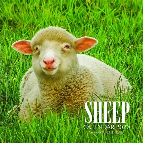 Sheep Calendar 2020: 16 Month Calendar (Paperback)