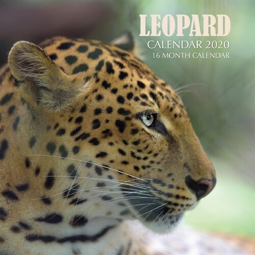 Leopard Calendar 2020: 16 Month Calendar (Paperback)