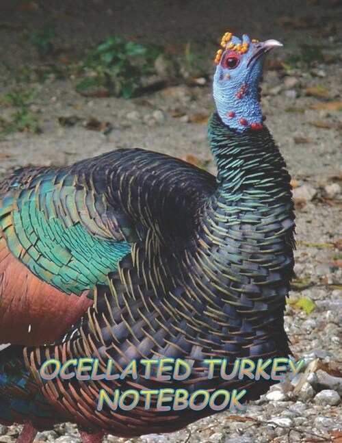Ocellated Turkey Notebook: Notebooks and Journals 110 pages (8.5x11) (Paperback)