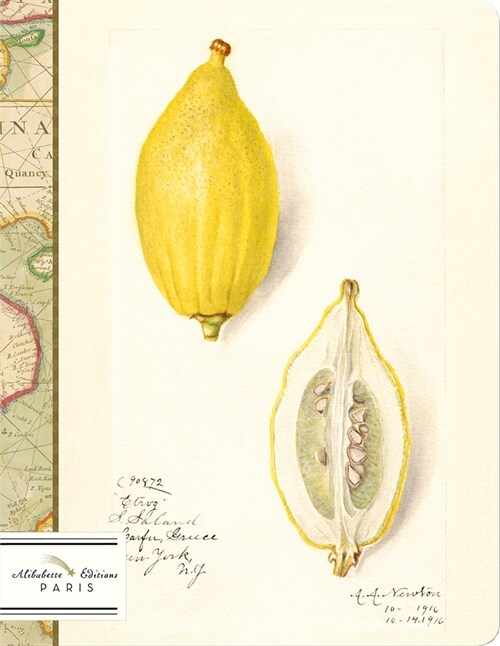 Citrus: Watercolors of Lemons by Amanda Almira Newton (1860-1943) (Other)