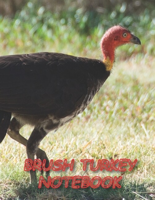 Brush Turkey Notebook: Notebooks and Journals 110 pages (8.5x11) (Paperback)
