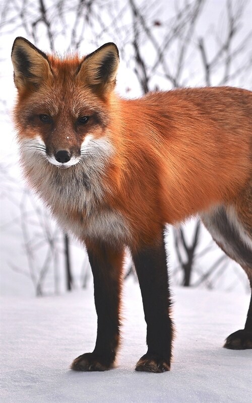 Journal: Fox Nature Animals Fauna Wildlife Wild Animal (Paperback)