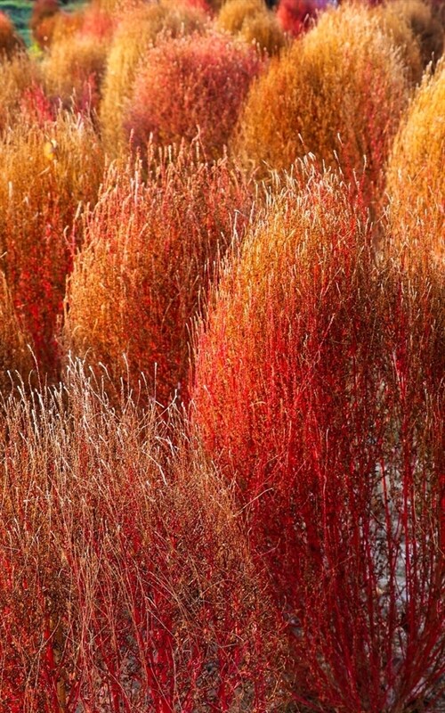 Notebook: Flower Kochia Park Plant Natural Tourism (Paperback)