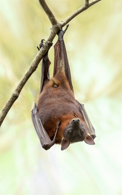 Journal: Australian Bats in the Wild Australia Wildlife (Paperback)