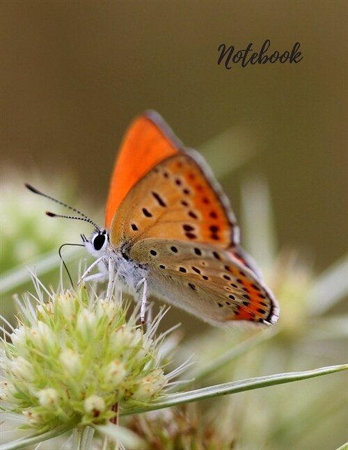 Notebook: Butterfly Notebook, Journal, Diary (110 Pages, Blank, 8.5 x 11) (Paperback)