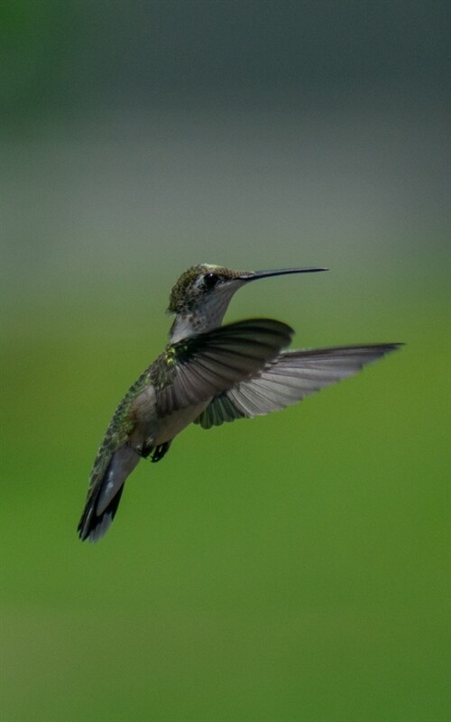 Journal: Hummingbird Bird Nature Flight Wildlife Flying (Paperback)