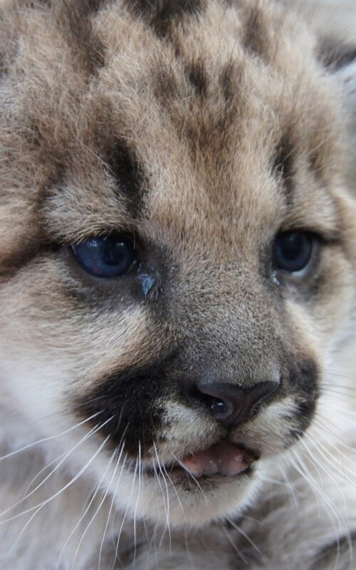 Journal: Cute Mountain Lion Cub (Paperback)