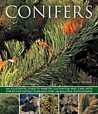 Conifers (Paperback)
