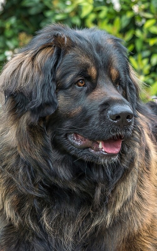 Notebook: Leonberger Giant Dog Dogs Puppy Puppies Breed (Paperback)