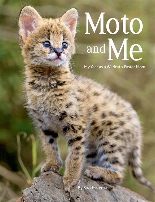 Moto and Me: My Year as a Wildcats Foster Mom (Paperback)