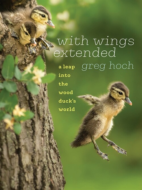 With Wings Extended: A Leap Into the Wood Ducks World (Paperback)