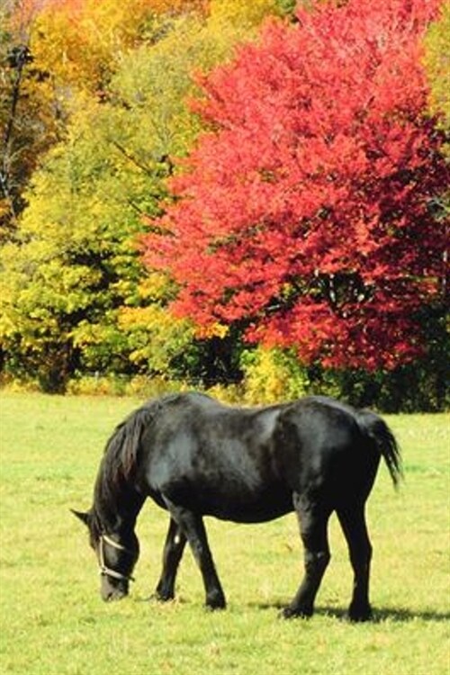 2020 Daily Planner Horse Photo Equine Horse Grazing Autumn Scenery 388 Pages: 2020 Planners Calendars Organizers Datebooks Appointment Books Agendas (Paperback)