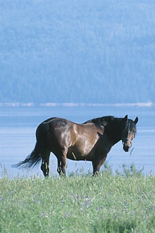 2020 Daily Planner Horse Photo Equine Horse Lake Mountain Scene 388 Pages: 2020 Planners Calendars Organizers Datebooks Appointment Books Agendas (Paperback)