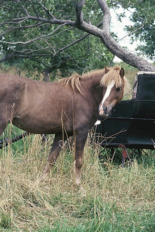 2020 Daily Planner Horse Photo Equine Horse Vintage Buggy 388 Pages: 2020 Planners Calendars Organizers Datebooks Appointment Books Agendas (Paperback)