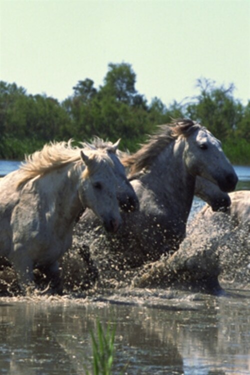 2020 Daily Planner Horse Photo Equine Horses Crossing Water 388 Pages: 2020 Planners Calendars Organizers Datebooks Appointment Books Agendas (Paperback)