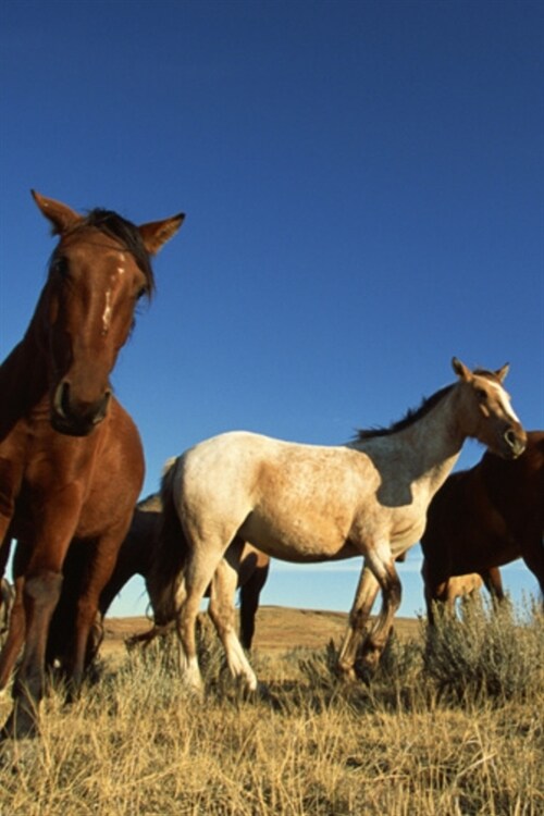 2020 Daily Planner Horse Photo Equine Horses Shadows 388 Pages: 2020 Planners Calendars Organizers Datebooks Appointment Books Agendas (Paperback)