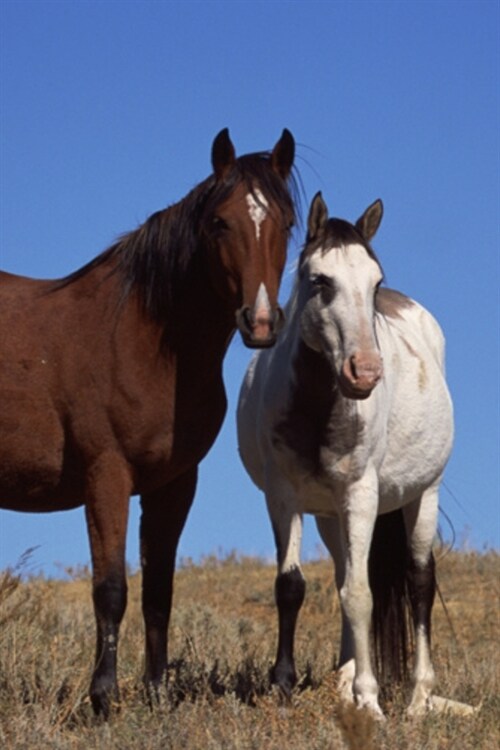 2020 Daily Planner Horse Photo Equine Horses Sky Background 388 Pages: 2020 Planners Calendars Organizers Datebooks Appointment Books Agendas (Paperback)