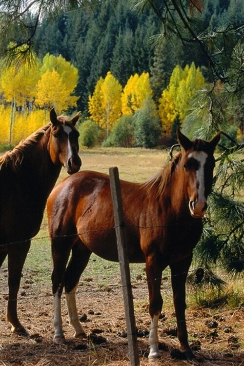 2020 Daily Planner Horse Photo Equine Horses Yellow Trees 388 Pages: 2020 Planners Calendars Organizers Datebooks Appointment Books Agendas (Paperback)