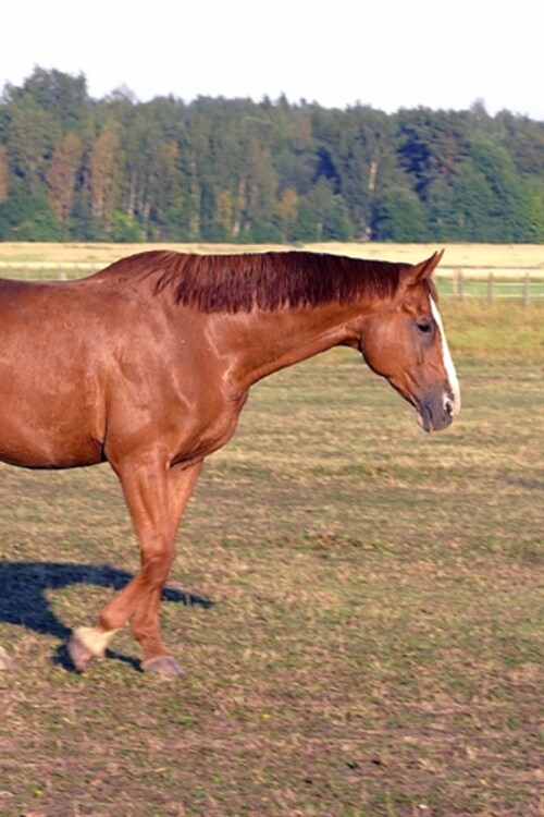 2020 Daily Planner Horse Photo Equine Itchy Horse 388 Pages: 2020 Planners Calendars Organizers Datebooks Appointment Books Agendas (Paperback)