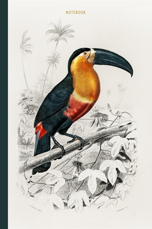 Notebook: Vintage Toucan (Ramphastos) illustrated by Charles Dessalines D Orbigny - Recycled Lined Blank Journal (Paperback)