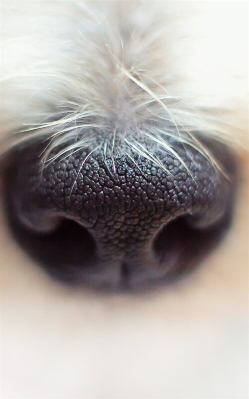 Notebook: nose terrier dog pet animal cute (Paperback)