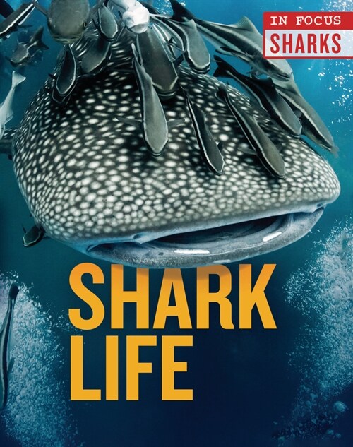 Shark Life (Library Binding)