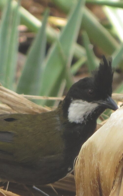 Notebook: Eastern Whipbird Australian Wildlife (Paperback)