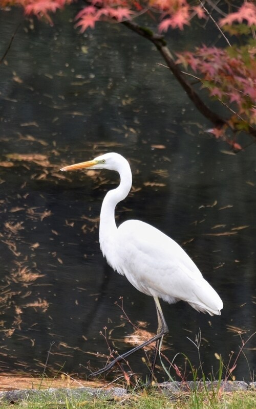 Notebook: animal garden pond water bird wild (Paperback)
