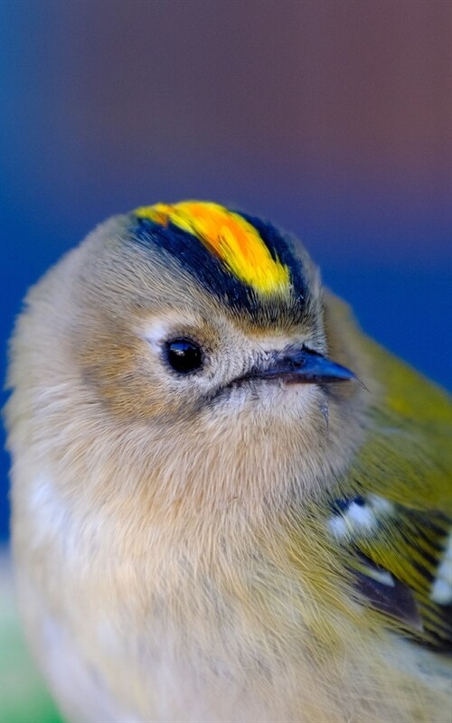 Notebook: Goldcrest Bird Small Birds Gold Crest (Paperback)