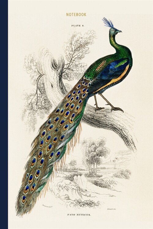 Notebook: Peacock Vintage Notebook - The Naturalists Library by Sir William Jardine (1836), a Majestic Male Peafowl Portrait - (Paperback)