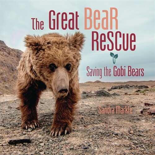 The Great Bear Rescue: Saving the Gobi Bears (Library Binding)