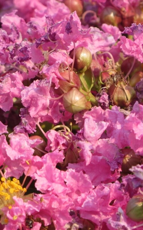 Notebook: dwarf crepe myrtle tree pink flowers (Paperback)