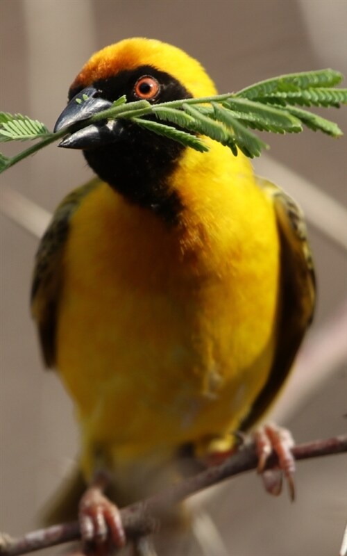 Notebook: Bird Yellow Botswana Feathers (Paperback)