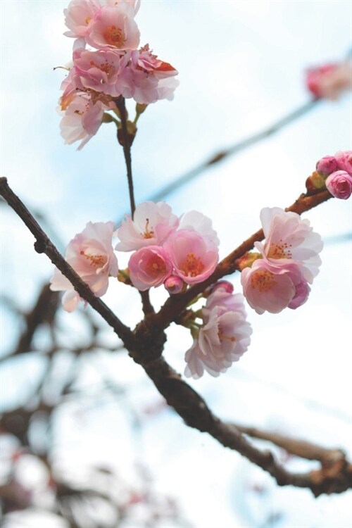 Journal: 150 Dot Grid Sheets, 6x9 Inches Notebook, Pink Cherry Blossoms, Plan Your Day and Organize Your Life, Tracker, Product (Paperback)