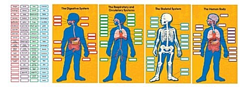 Human Body Bulletin Board Set (Chart, NOV)