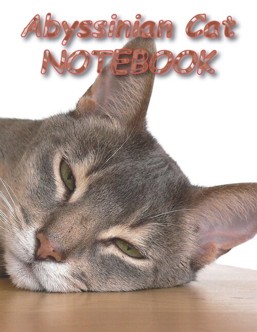 Abyssinian Cat NOTEBOOK: Notebooks and Journals 110 pages (8.5x11) (Paperback)