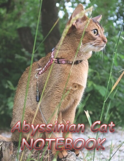 Abyssinian Cat NOTEBOOK: Notebooks and Journals 110 pages (8.5x11) (Paperback)
